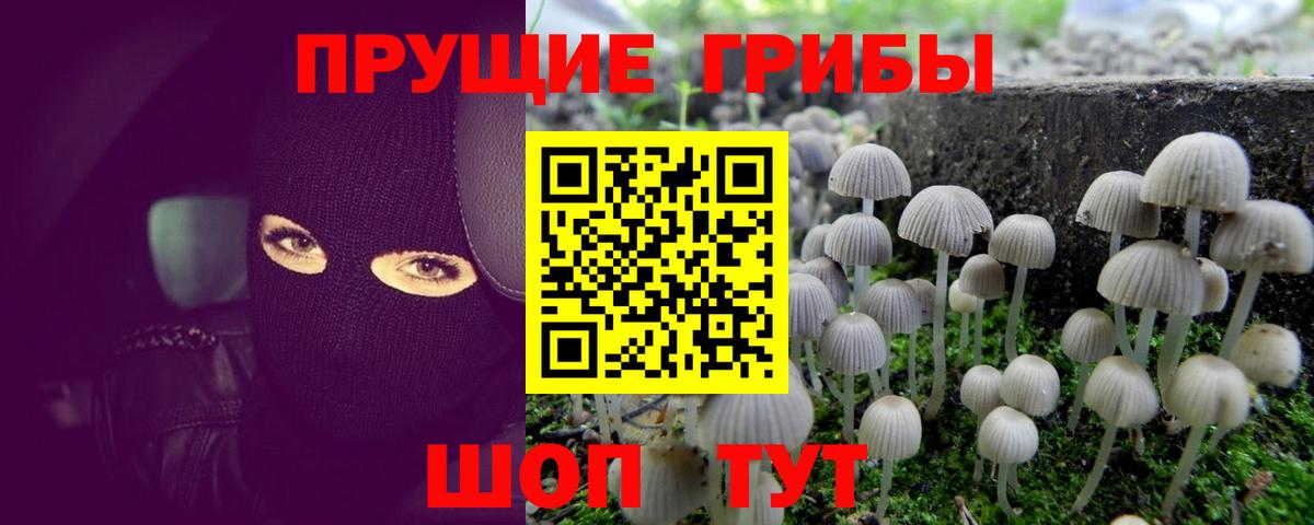 Псилоцибиновые грибы Psilocybine cubensis Реж